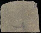 Permian Branchiosaur (Amphibian) Fossil - Germany #31702-1